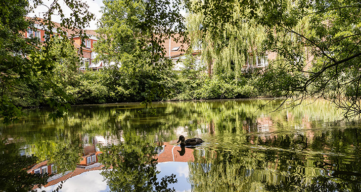 Teichblick_Teich.jpg