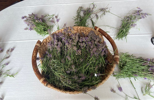 Lavendel7